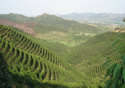 桉树栽培技术规程新植林