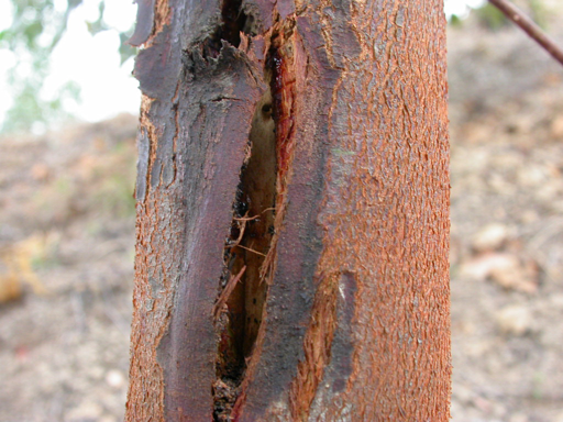 速生桉树的危害图片