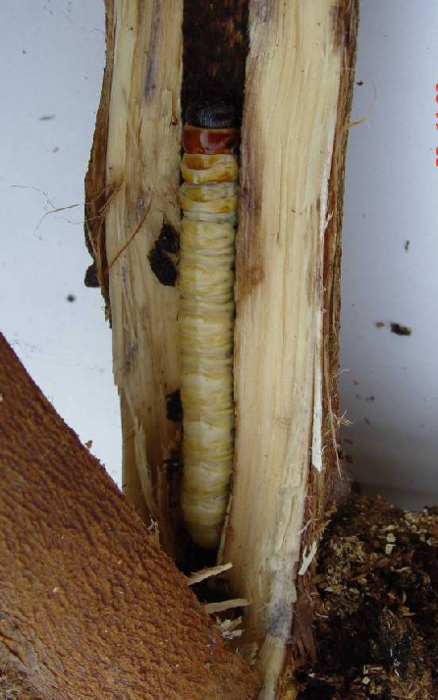 桉树食叶害虫